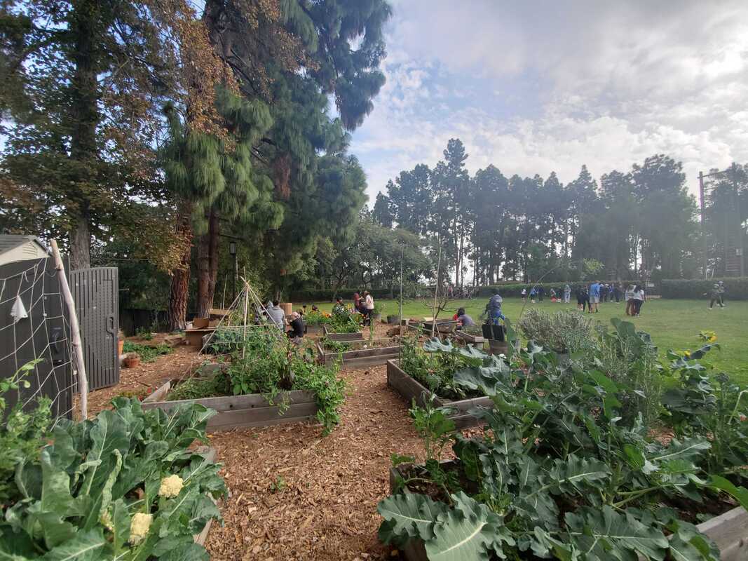 The Dig garden, including vegetable plants in the foreground and a lawn and trees in the background.